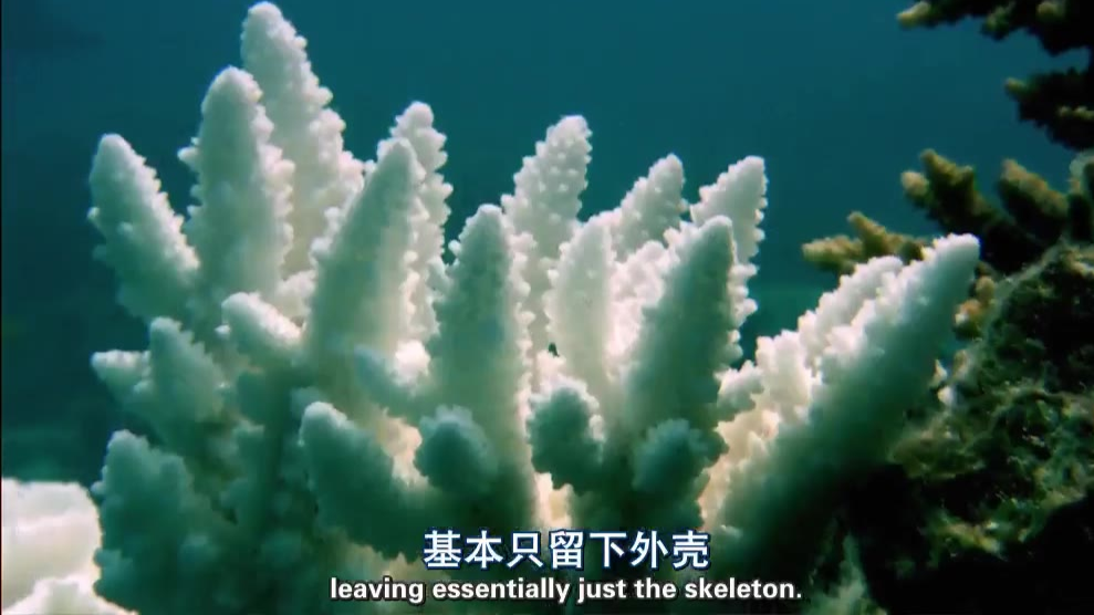 【纪录片】【无畏的地球】【大堡礁】【双语字幕】【1080P】【2013】